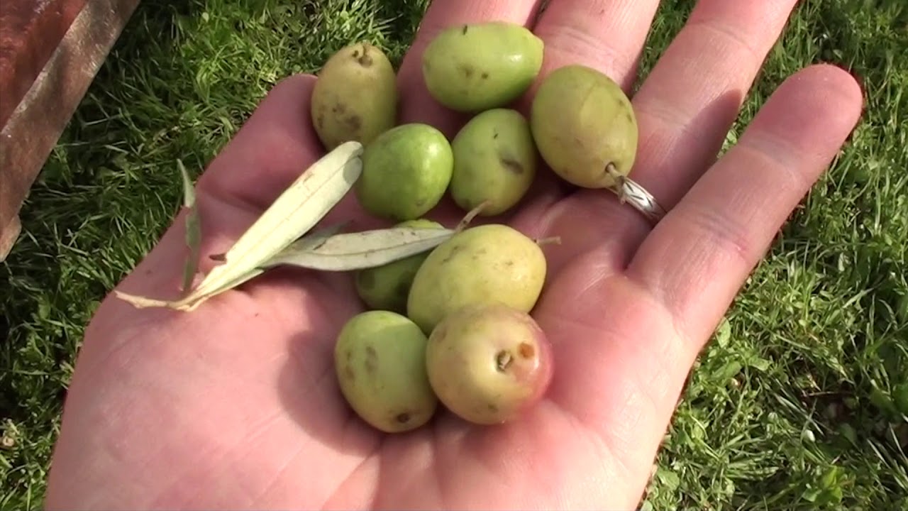 Sicile episode 2 :  L'huile d'olive