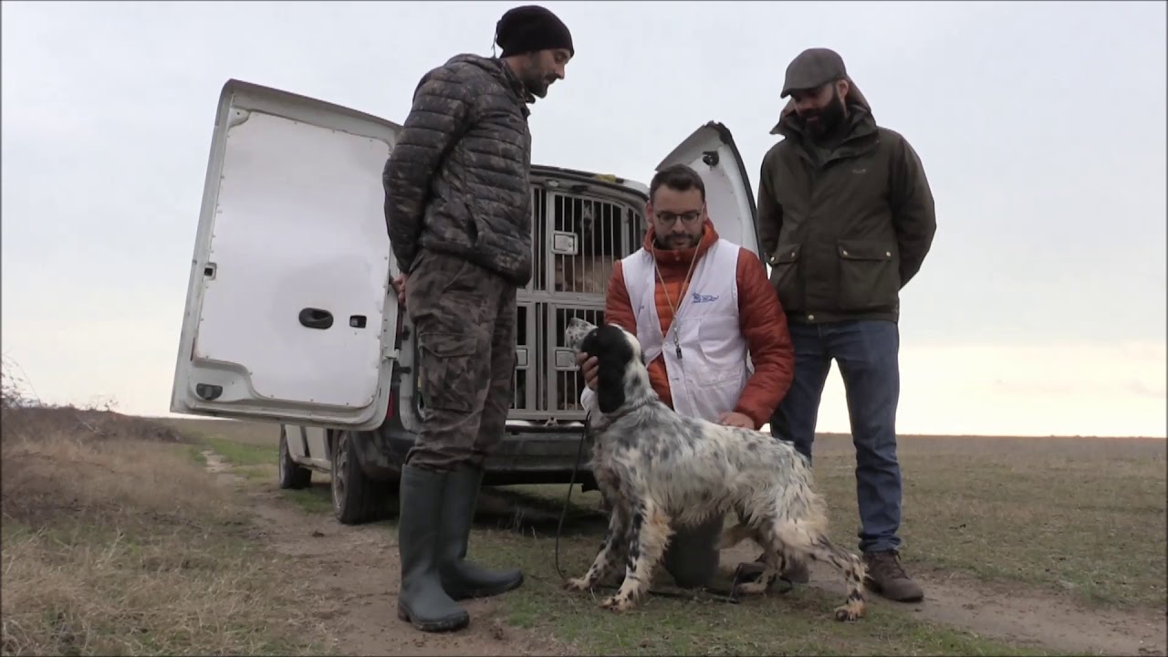 field trial idman...setter inglesse