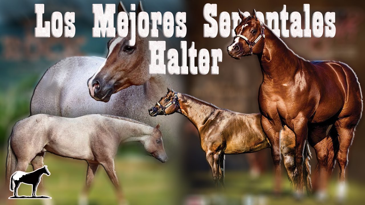 Top 10 Mejores Sementales De Conformación ( Halter Cuarto De Milla) 🐴-Del Cerro Soy