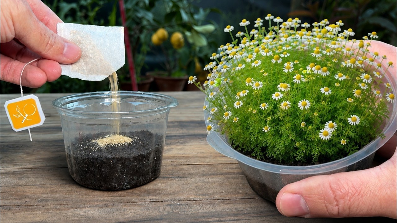 Si Haces T&eacute; de Manzanilla, Guarda un Saquito para Cultivarla en Casa