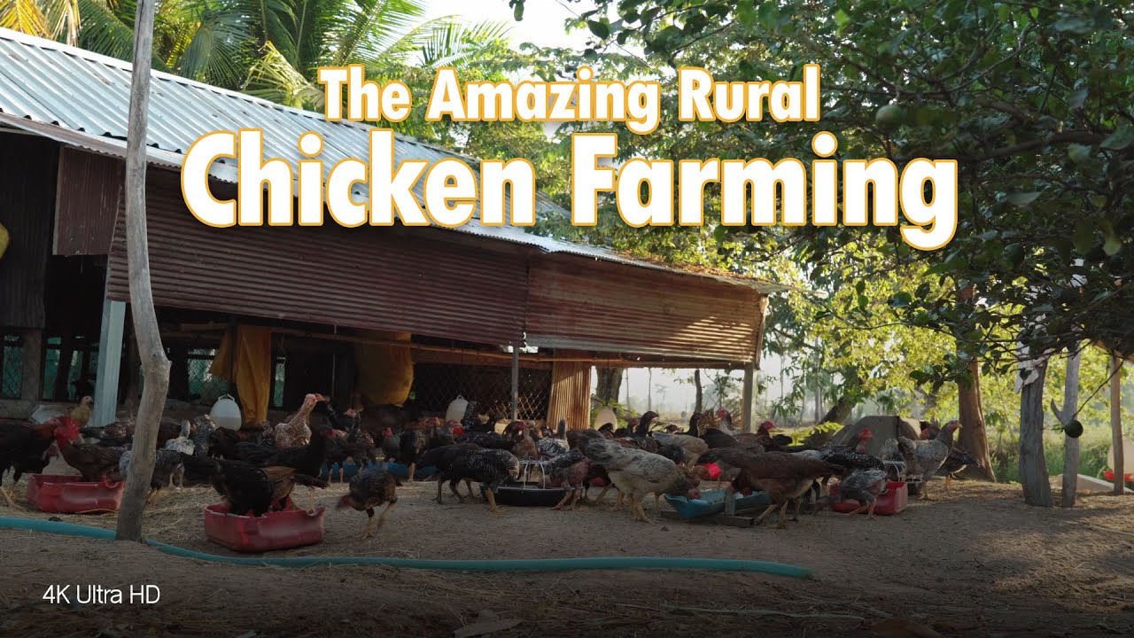 4K HDR : The Amazing rural chicken farm methods in Cambodia