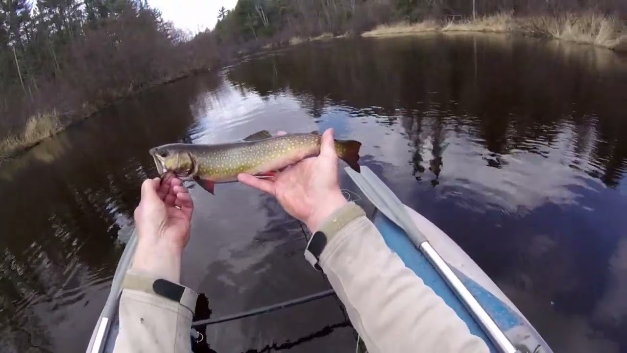 Trout On The Upper Namekagon River - Part 2