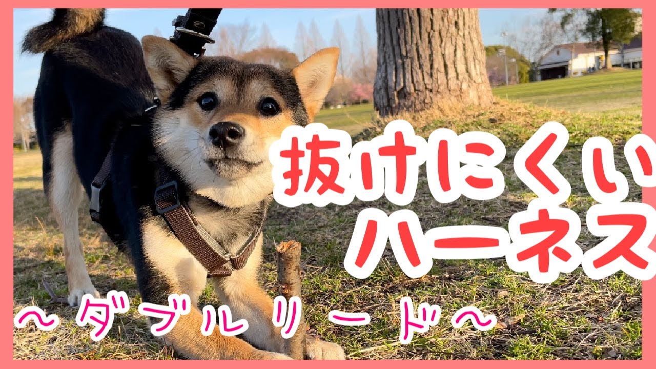 【豆柴】#98 抜けにくいハーネスで安心安全（ダブルリード）