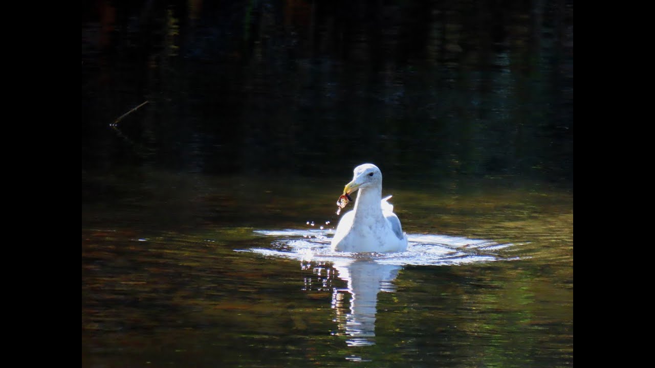 Hunting salmon eggs