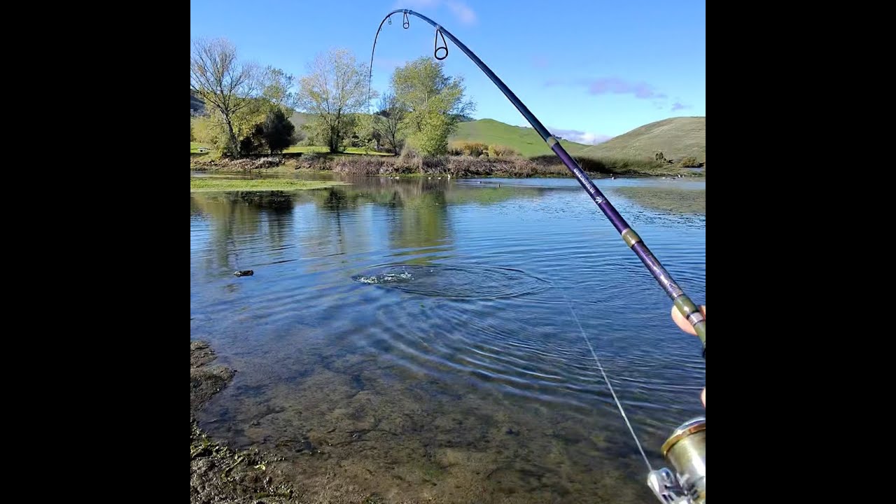 Contra Loma Trout Fishing, one 6 pounder & two 5 pounders! Puro Ambakity