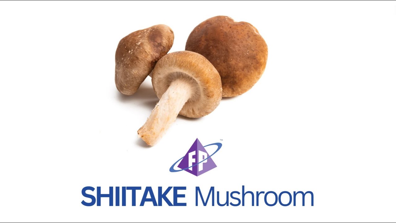 Shiitake Mushroom FoodPharma Ingredients