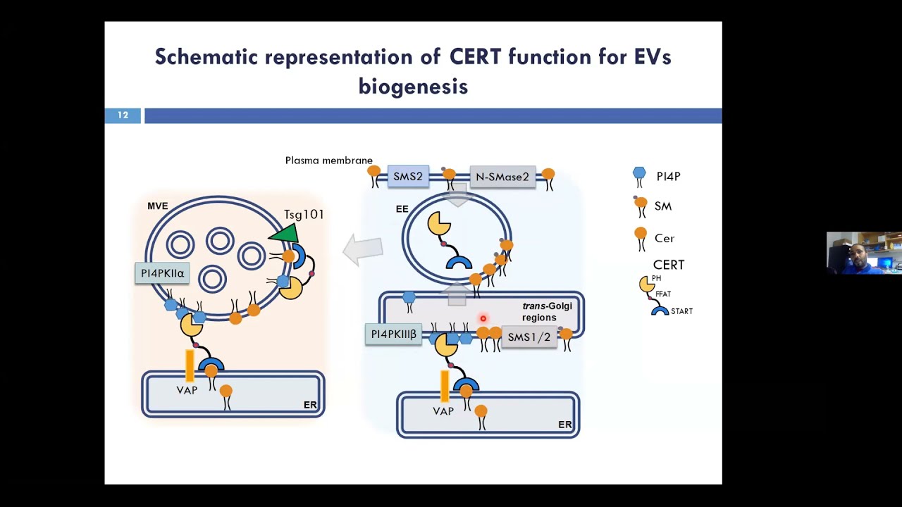 Function of CERT for biogenesis and composition of extracellular vesicles - 28th June 2021