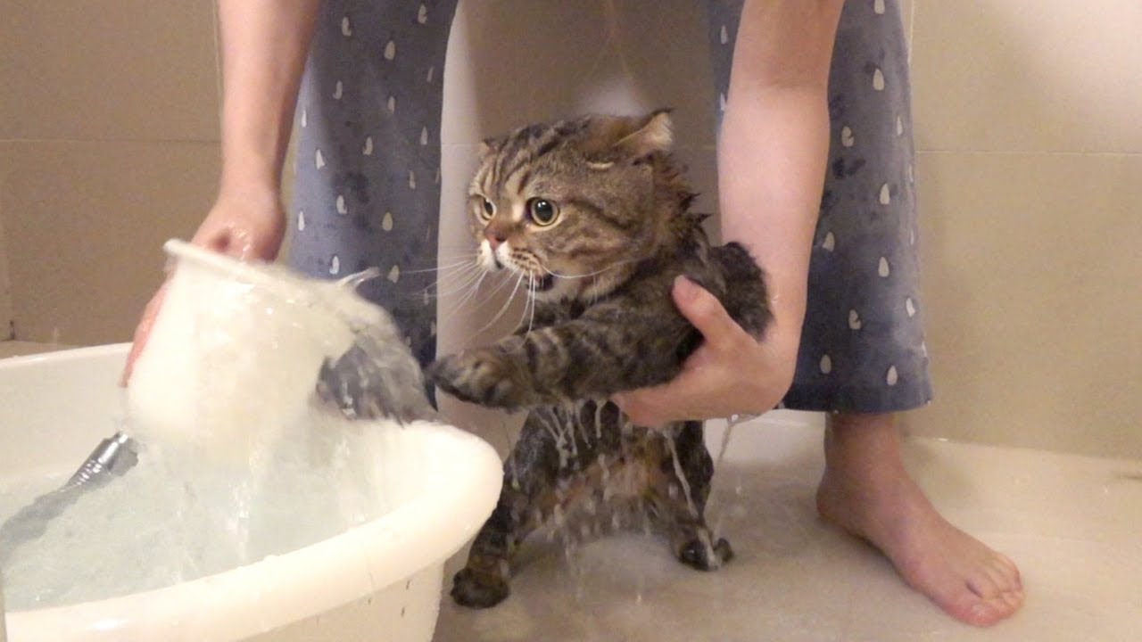 LuLu and MoMo Took A Bath M.E.O.W M.E.O.W (ENG SUB)