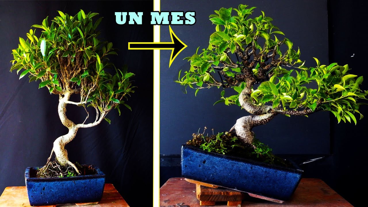 Cómo compactar un bonsai de ficus muy alto METODO RAPIDO