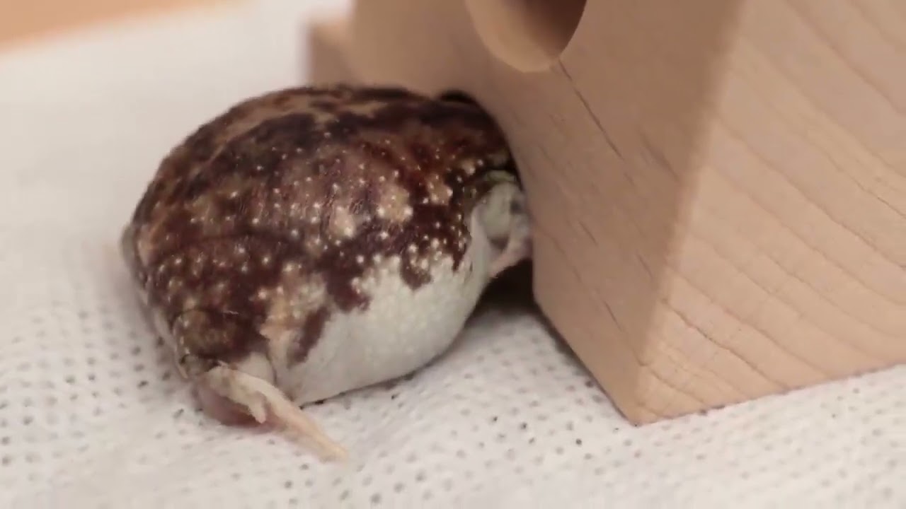 Frog Acting LIKE baby ONline Funny Video