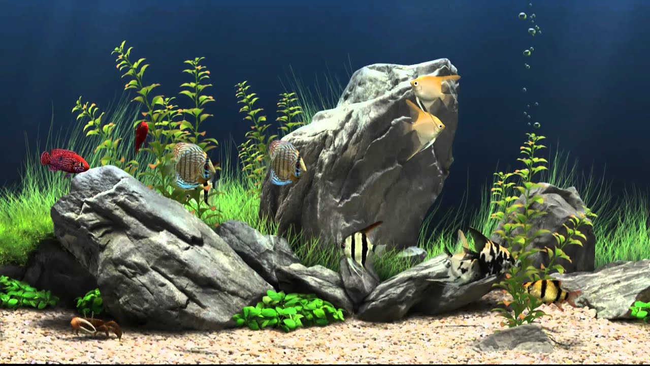 Dream Aquarium Virtual Fishtank #1