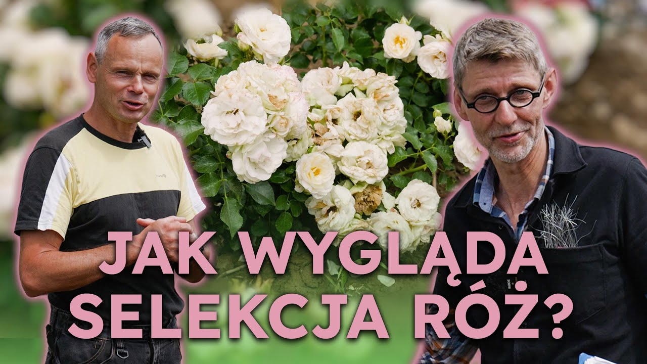 Co decyduje, kt&oacute;re r&oacute;że trafiają do sprzedaży? | Selekcja r&oacute;ż z Łukaszem Rojewskim - Część 1