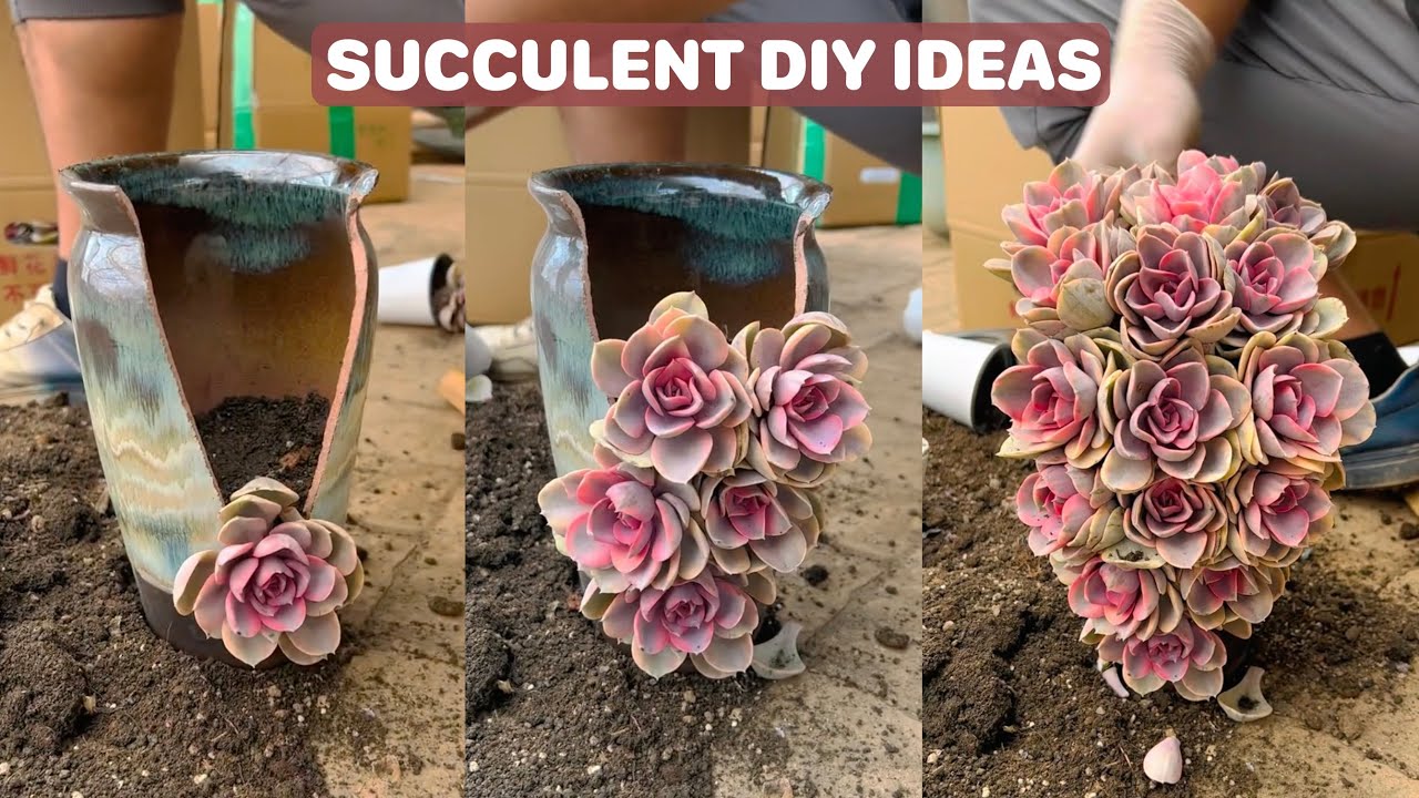 Succulent DIY Ideas from Broken Pot | 多肉植物 | 다육이들 | Suculentas #plants