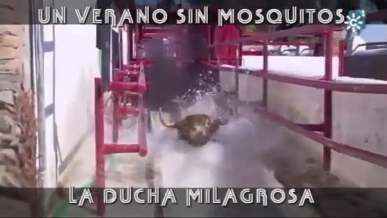 Un Verano Sin Mosquitos, La Ducha Milagrosa
