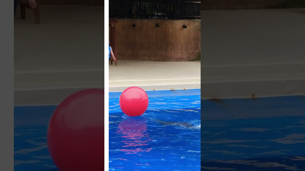 amazing dolphin and the trainer play ball together#short