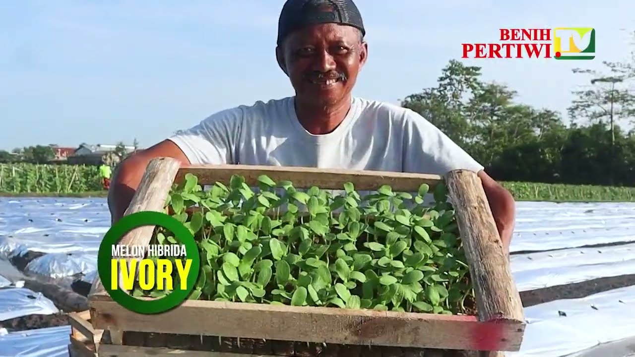 BENIH PERTIWI TV - Melon Ivory Solusi Petani Masa Kini