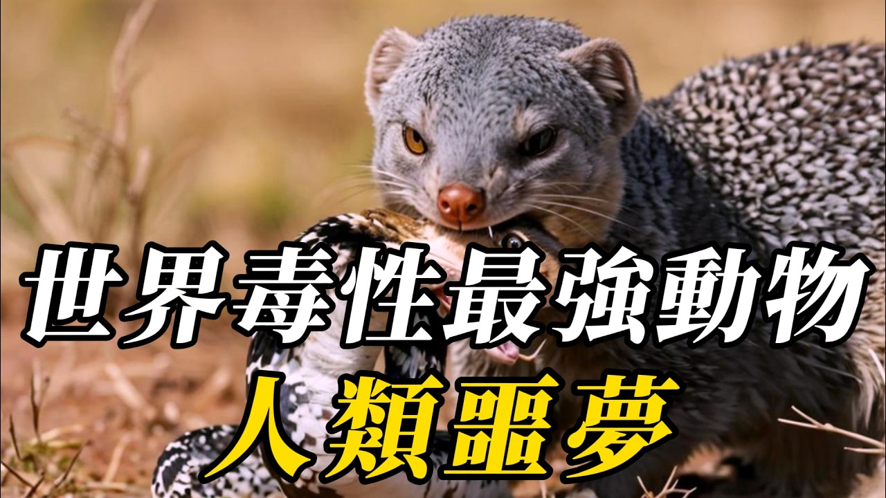 世界上十種比毒蛇還要毒的生物，第三名的毒性比響尾蛇還毒100倍，第壹名害人無數，至今以照成上百萬人死亡！#世界之最 #动物世界 #科普 #百科密码 #知识渊博 #动物 #特有種