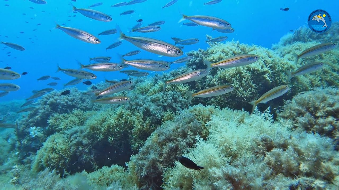 Elba 2019, Tauchgang vor Pianosa