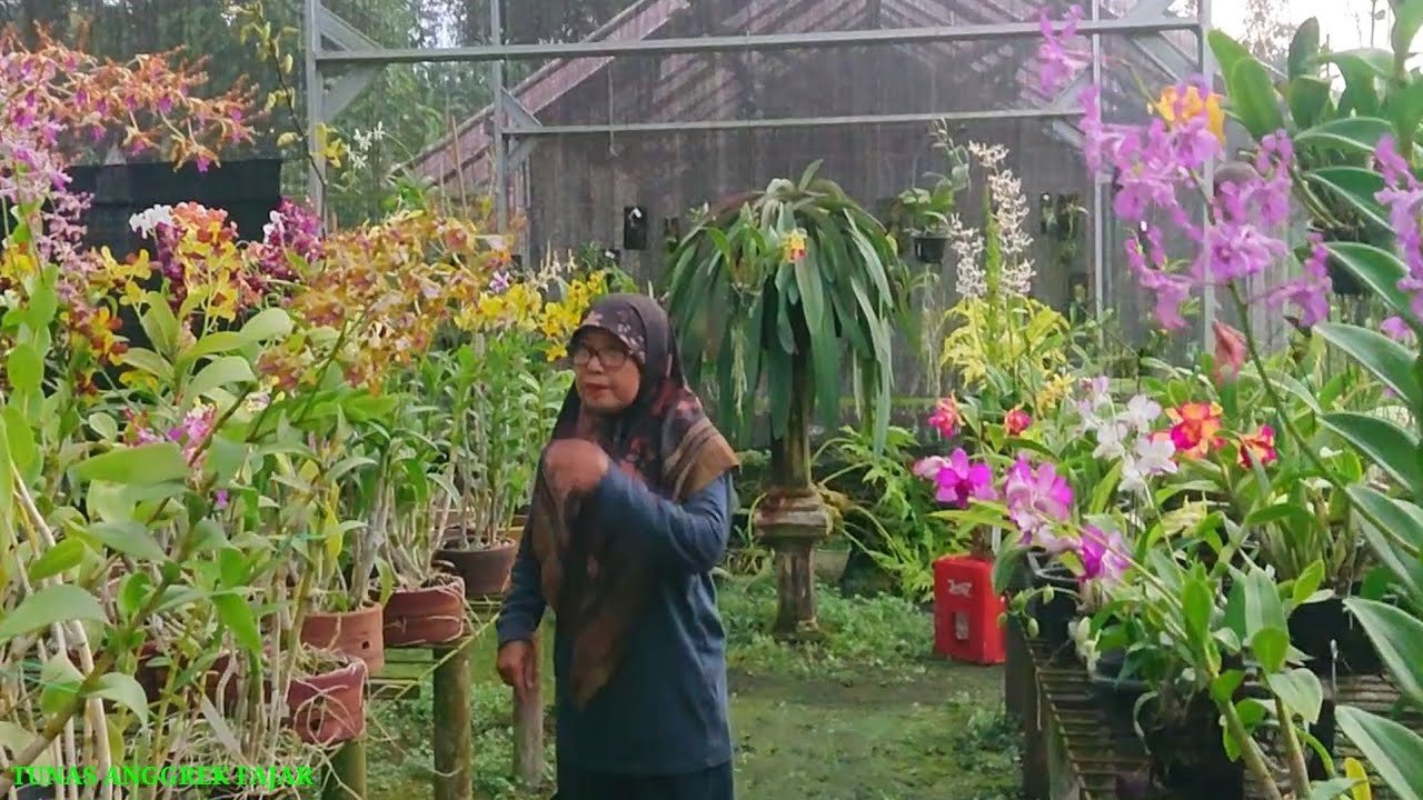 Sambut bulan ramadhan, Anggrek berbunga koleksi sultan, Cattleya, Dendrobium, catasetum murah 