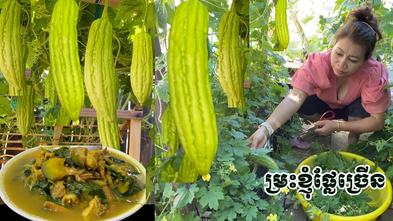 បេះត្រួយម្រះនឹងបន្លែផ្សេងៗក្រោយផ្ទះមកស្លករកូដាក់ស្លឹកត្រចៀកជ្រូក PickVegetable in Backyard Make food