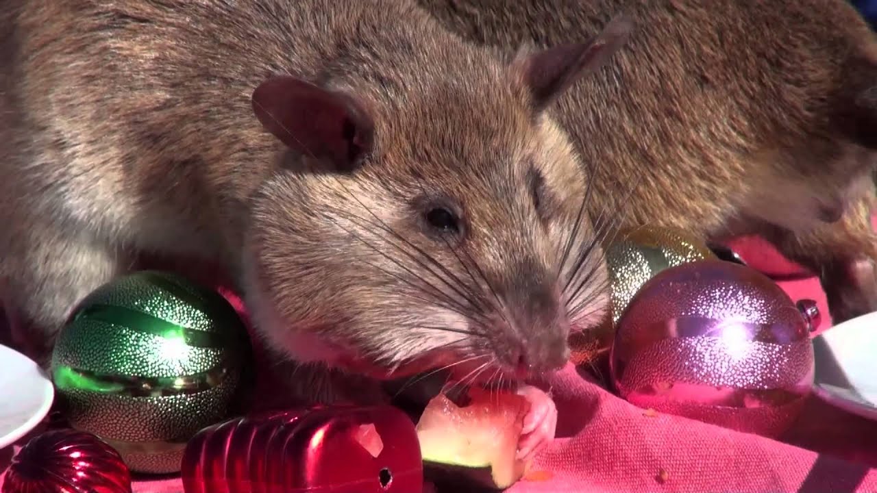 APOPO HeroRATs Holiday Lunch
