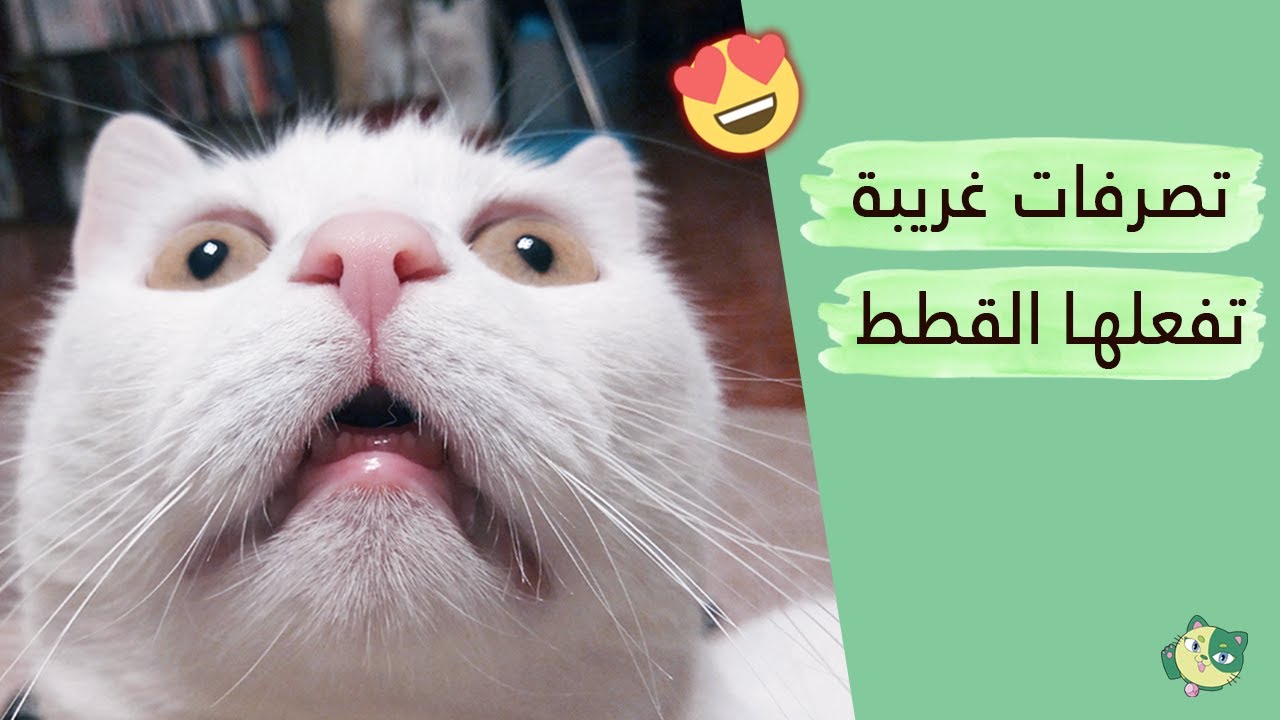شرح 20 تصرف غريب تفعله القطط