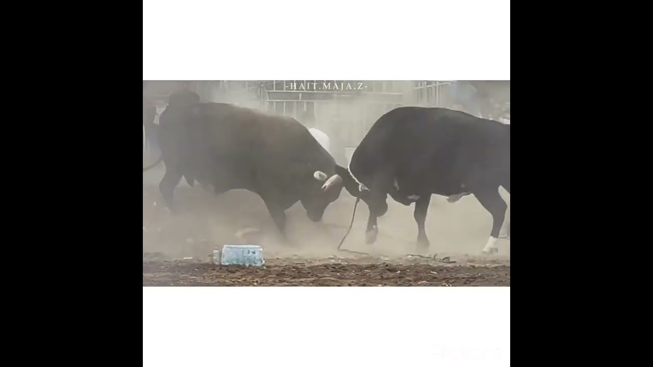 الونان لـ بو سالم