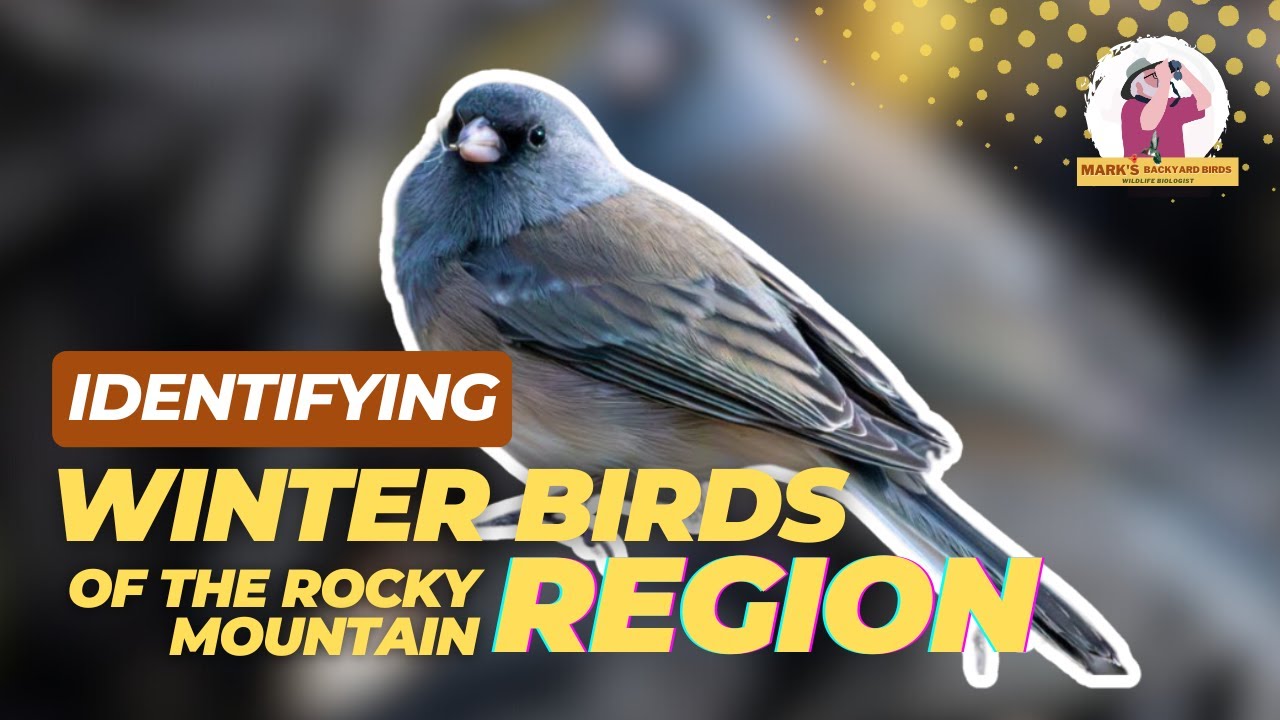 Discover the Birds of Winter in the Rockies