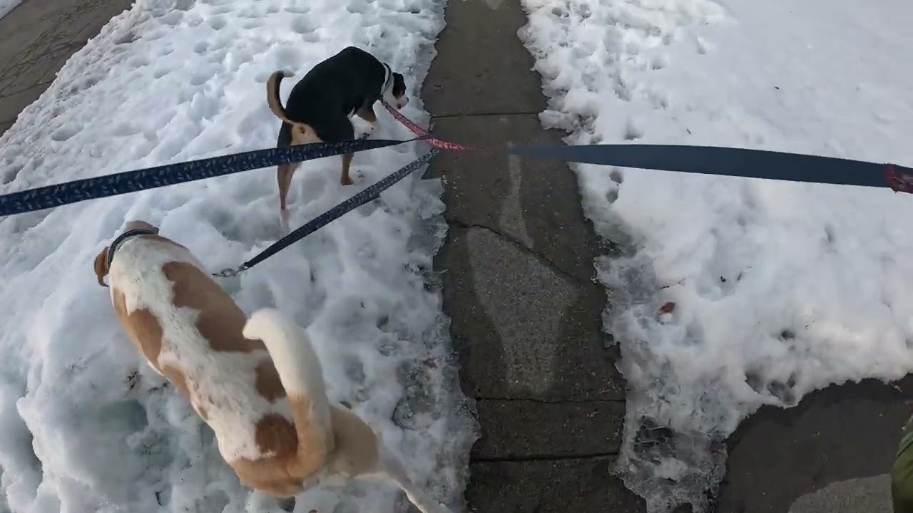 Bayberry and Snickers Walk 1.9.2026