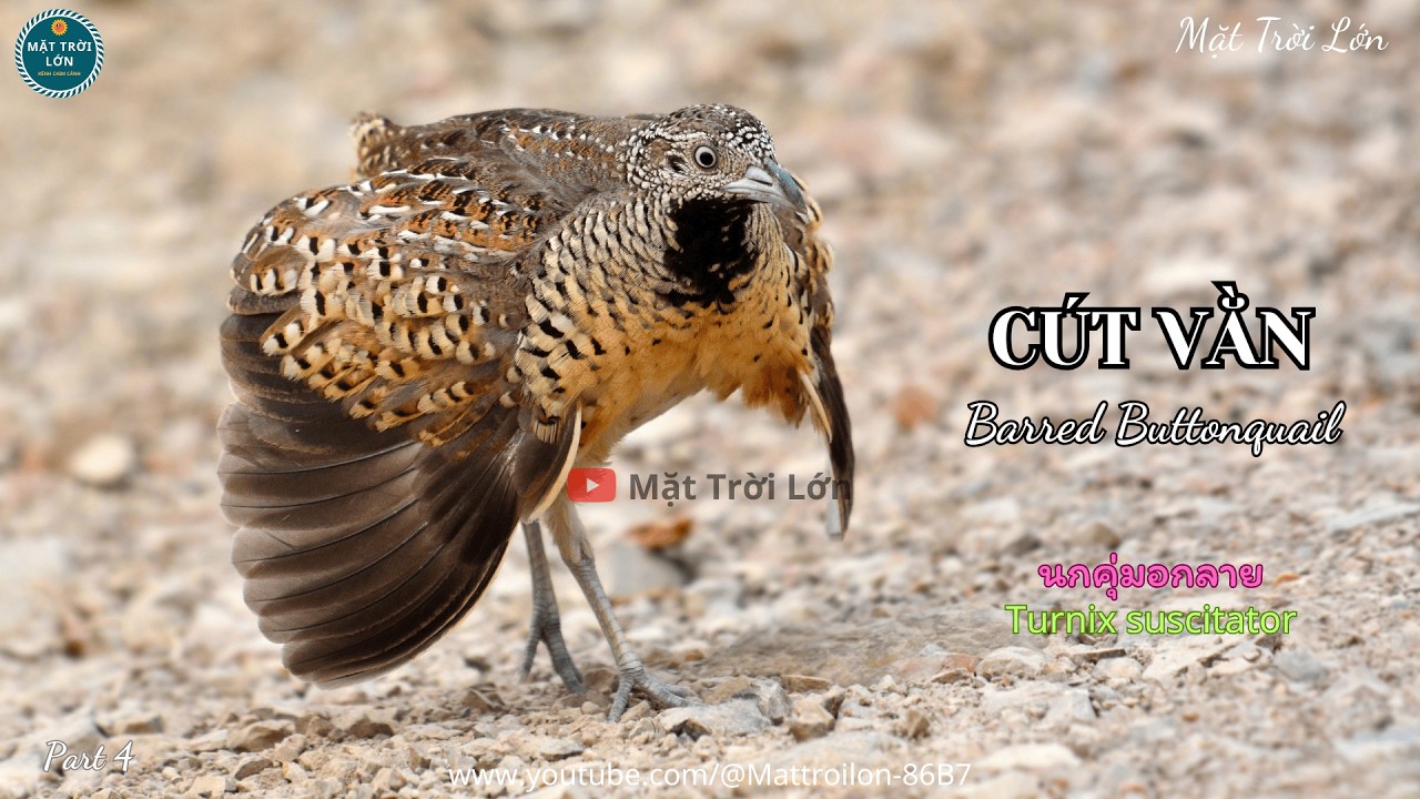 ✅Tiếng chim Cút vằn mồi gọi bổi chuẩn không tạp âm | Barred Buttonquail call mp3 (P4)