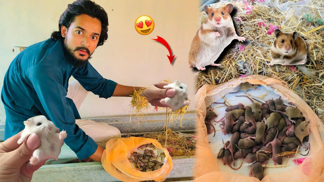 Hamster k 45 Bache Agye😨 Local Hamsters🐹 Hamster Babies