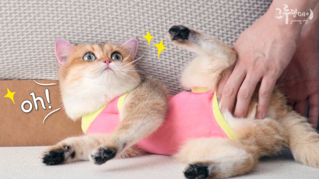 환묘복을 입고... 고장난 고양이
