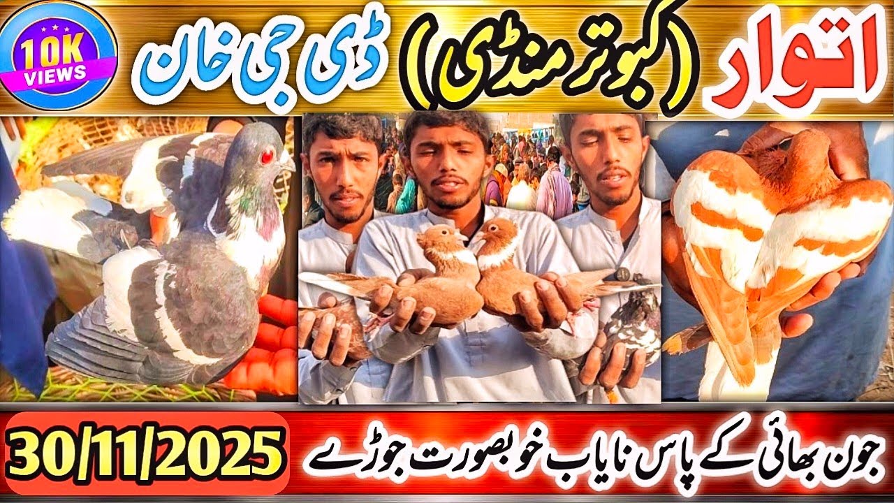 Kabootar Mandi | DGKHAN Latest Update 319 Vlog | DG Khan ITWAR Kabutar Mandi | Jon Bahi Special
