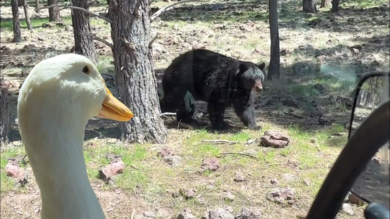 I took my duck to Bears 🐻