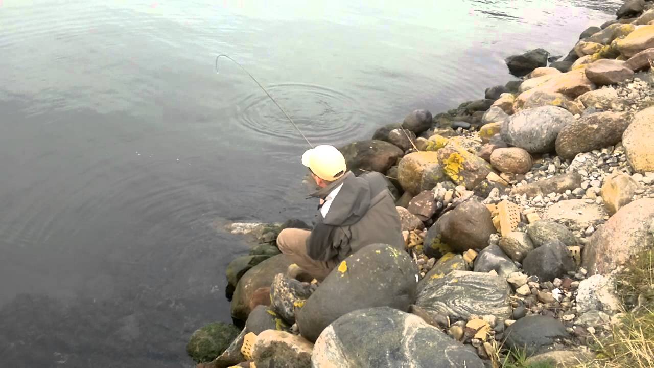 fin farvet han fisk fra åbenrå havn.mp4