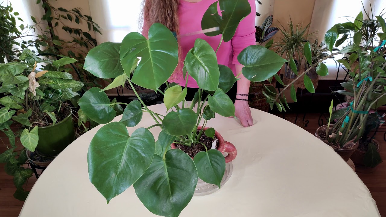 How to Use a Moisture Meter (Part 2)