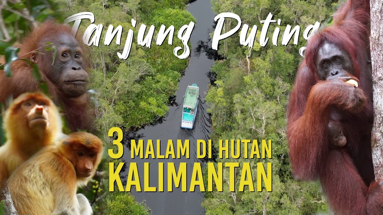 Langka! Lihat Orangutan di Habitat Aslinya! Tinggal di Taman Nasional Tanjung Puting Selama 3 Malam!