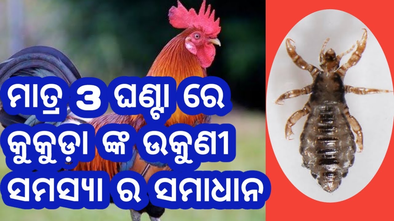 କୁକୁଡ଼ାଙ୍କ ଉକୁଣୀ ସମସ୍ୟା ର ସମାଧାନ। Louse treatment of Poultry