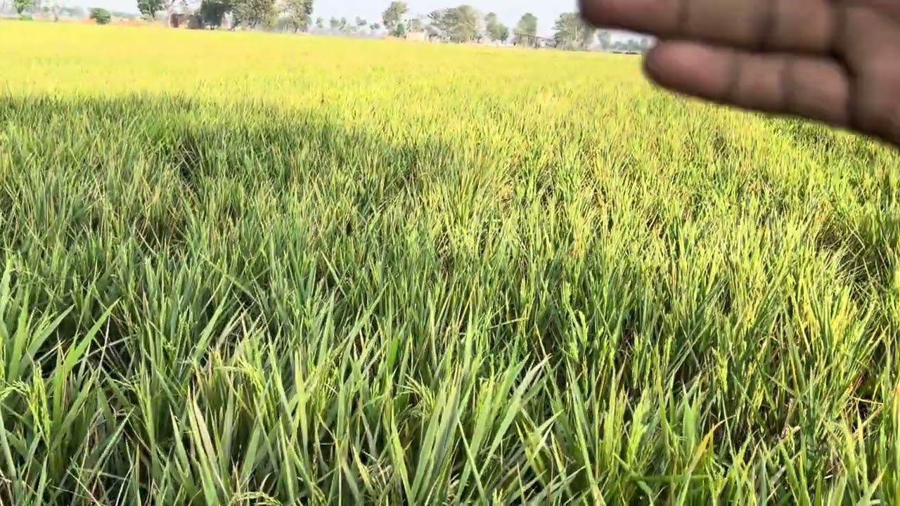 How to prepare hybrid rice seed 