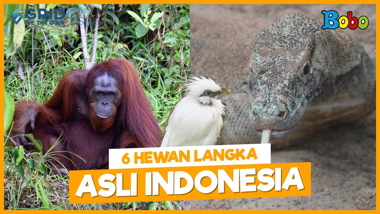 Fakta Menarik - 6 Hewan Langka Asli Indonesia