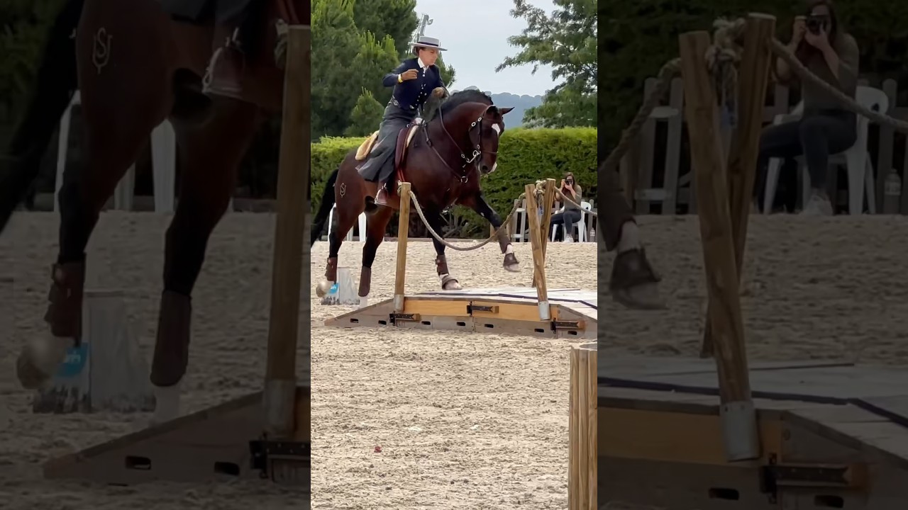 Working Equitation 🇵🇹lusitano Isco & Mafalda Mendes 2024 Santar&eacute;m #horse #equestrian #dressage