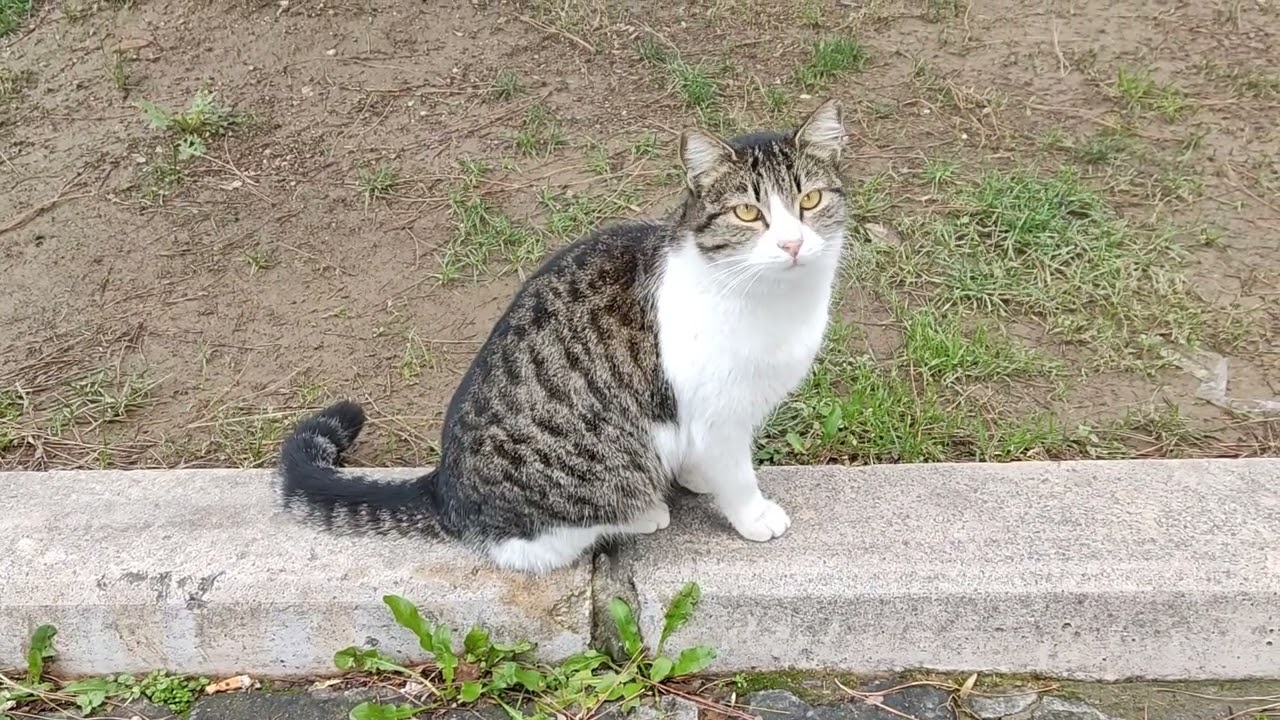 A Relaxing Moment Watching a Street Cat