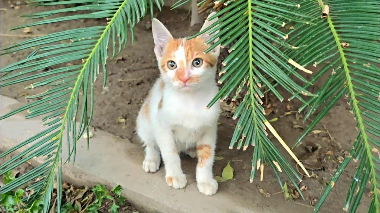 Baby Kitten Found Under The Tree Waiting For Mother Cat