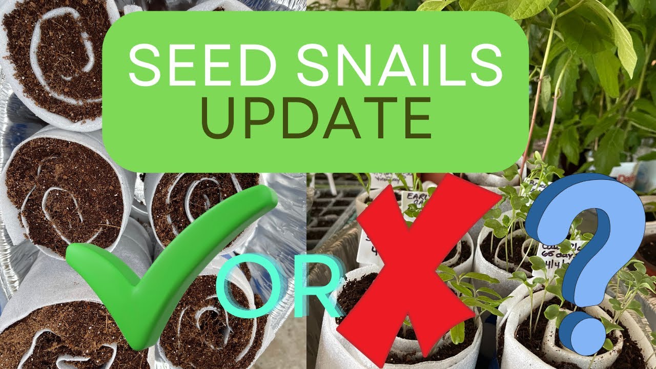 Seed Snail Rolls | Major Win or Epic Fail? 