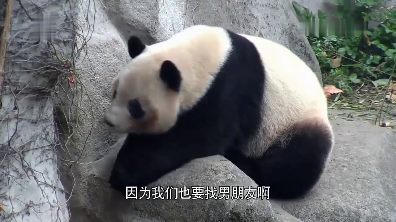 Calm the new panda mother Qifu 17