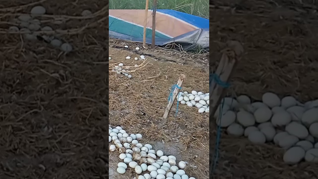 Harvest time part2|itlog ng itik#eggs#viral #trending #shortvideo