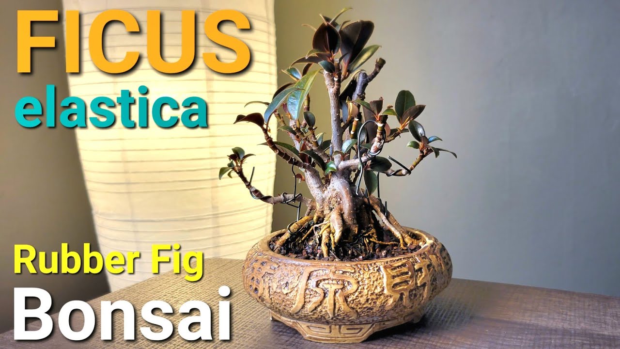 Rubber Fig Bonsai Update and Progress. Ficus elastica #bonsai #ficus