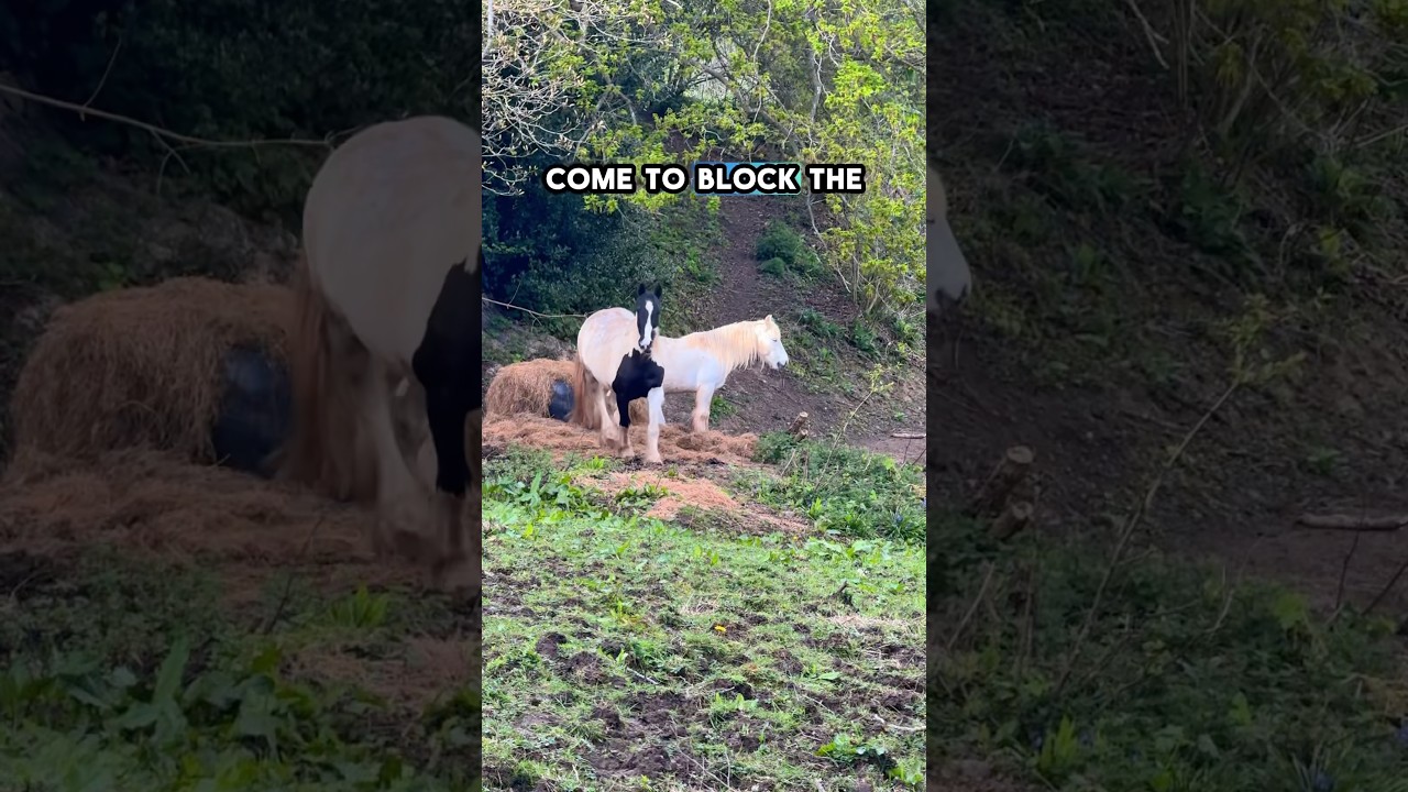 Horse life! #equestrian #horses #farm #rural #countryside #humor #comedy #animals