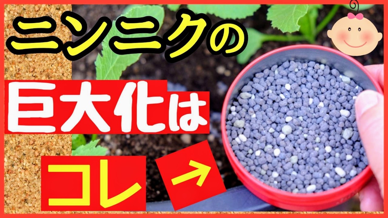 【必ずやって欲しい！】ニンニクを巨大化させる2回目の追肥♪最強のタイミングと収穫量を増やす肥料のやり方～初心者・ニンニク栽培～