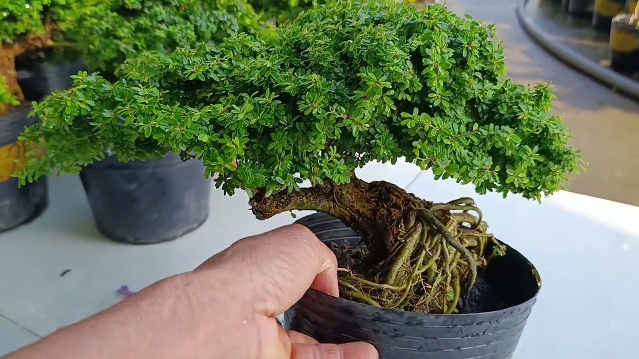 Mọi người có nhu cầu mua thì liên hệ sđt 0775982159